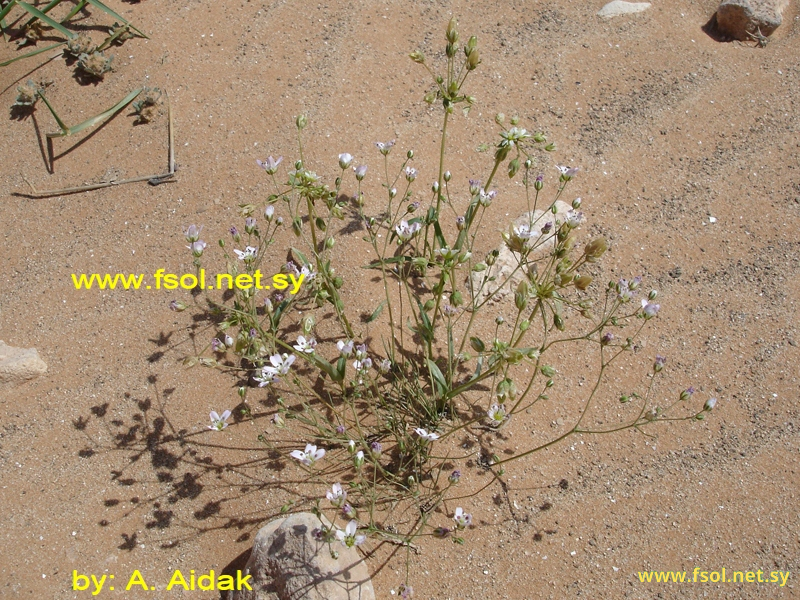 Gypsophila arabica Barkoudah.